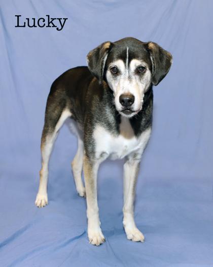 Lucky, Adoptable, Adult Male Siberian Husky & Shepherd.