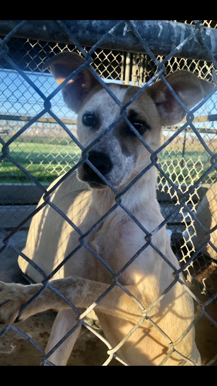 Enlarge Gracie/Bonnie- URGENT, a Adopted mixed breed in Springfield, TN image 3/3