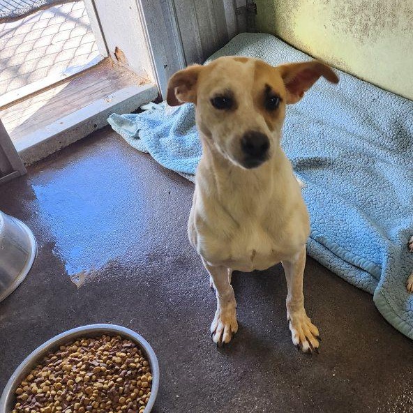 Enlarge Gracie/Bonnie- URGENT, a Adopted mixed breed in Springfield, TN image 2/3