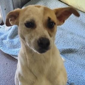 Gracie/Bonnie- URGENT, Adopted, Puppy Female Australian Cattle Dog / Blue Heeler & Beagle.