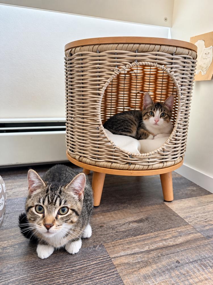 Enlarge Bowie and Miley, a Adoptable Domestic Medium Hair in Westwood, NJ image 1/1