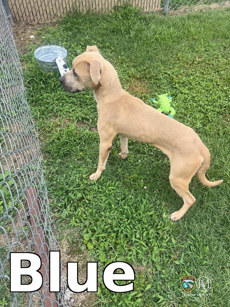 Blue, Adoptable, Young Male Pit Bull Terrier.