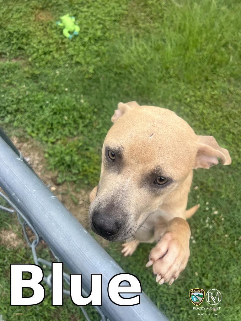 Blue, a Adoptable Pit Bull Terrier in Rocky Mount, NC image 2/2