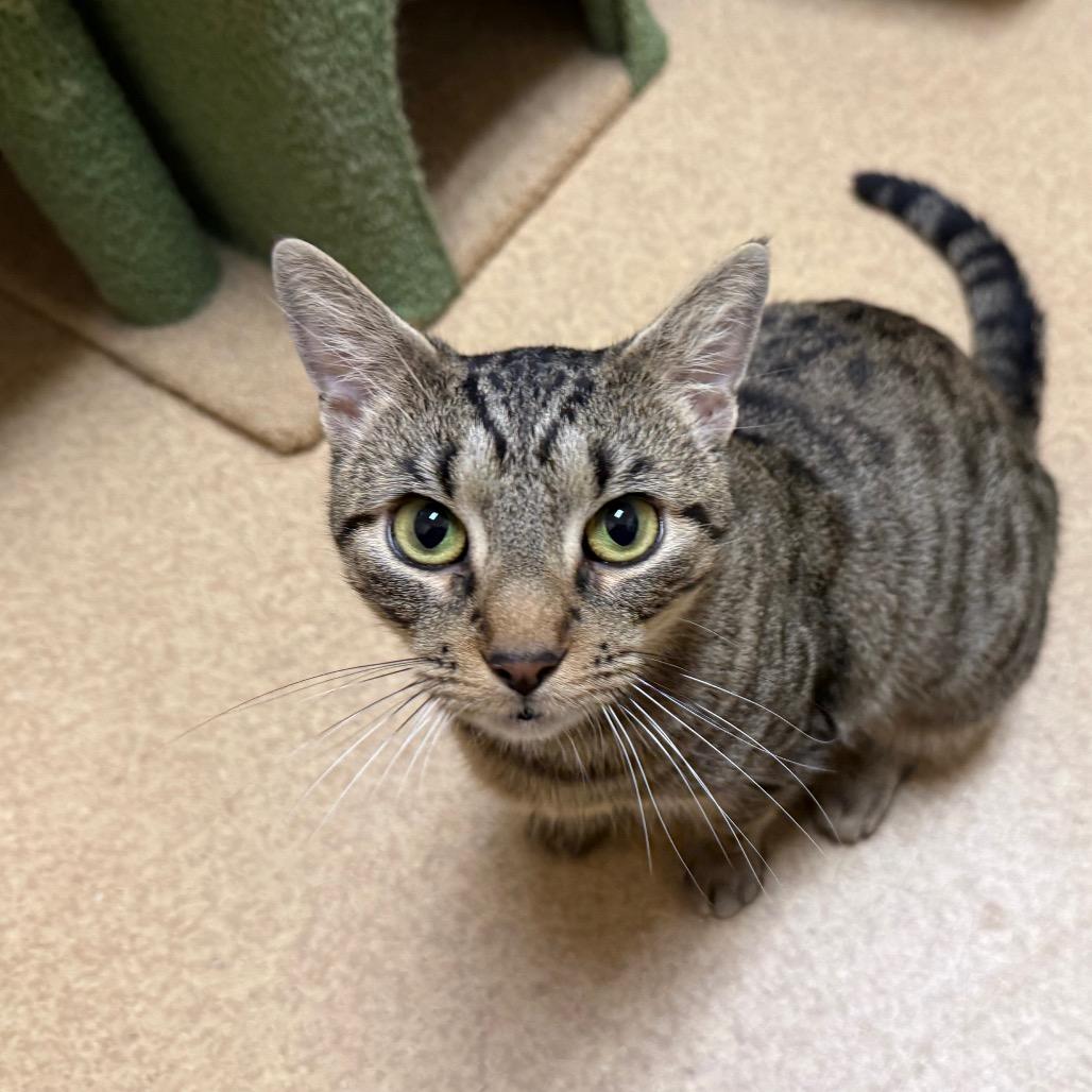 Enlarge Athena, a Adoptable Domestic Short Hair in Ballston Spa, NY image 1/4