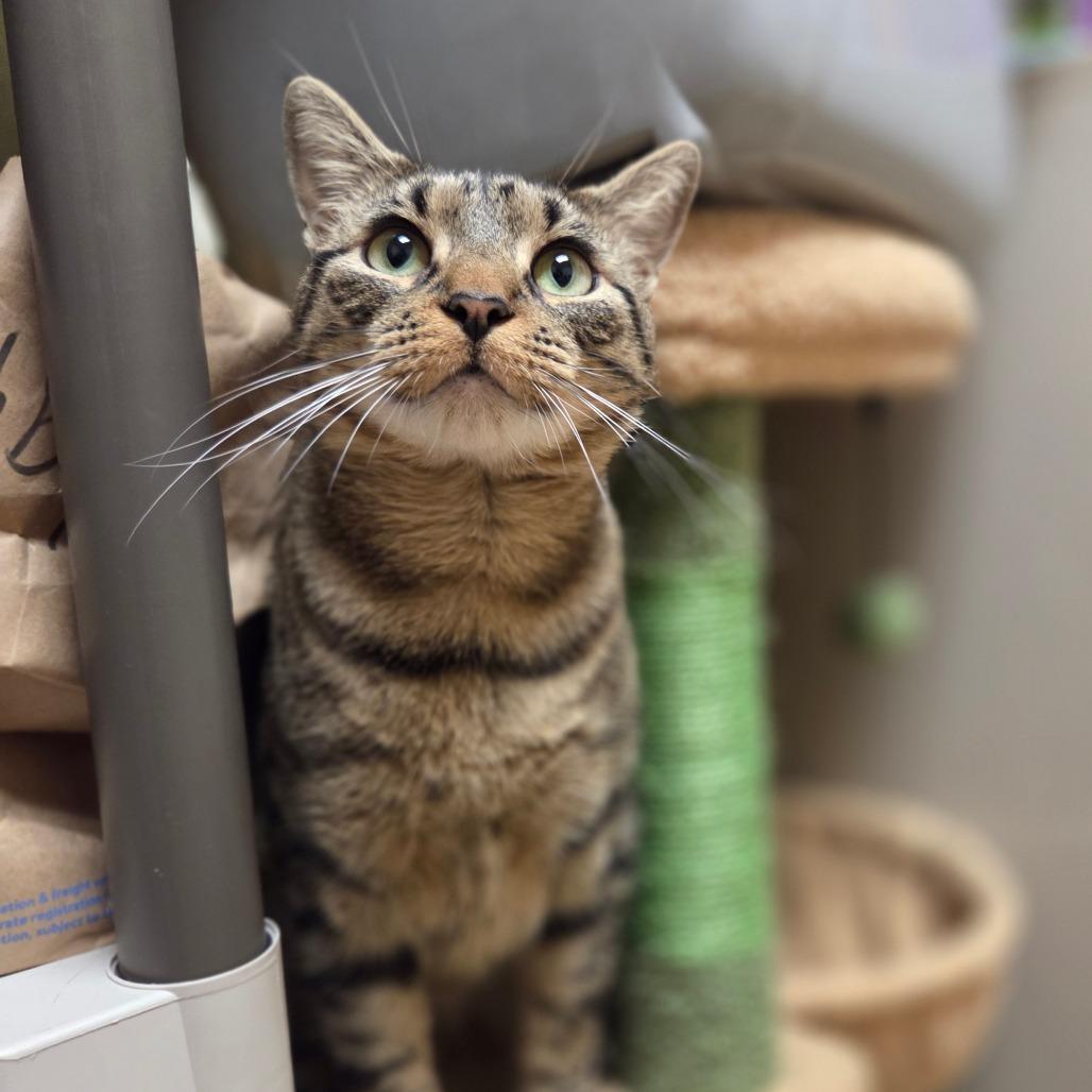 Enlarge Athena, a Adoptable Domestic Short Hair in Ballston Spa, NY image 2/6