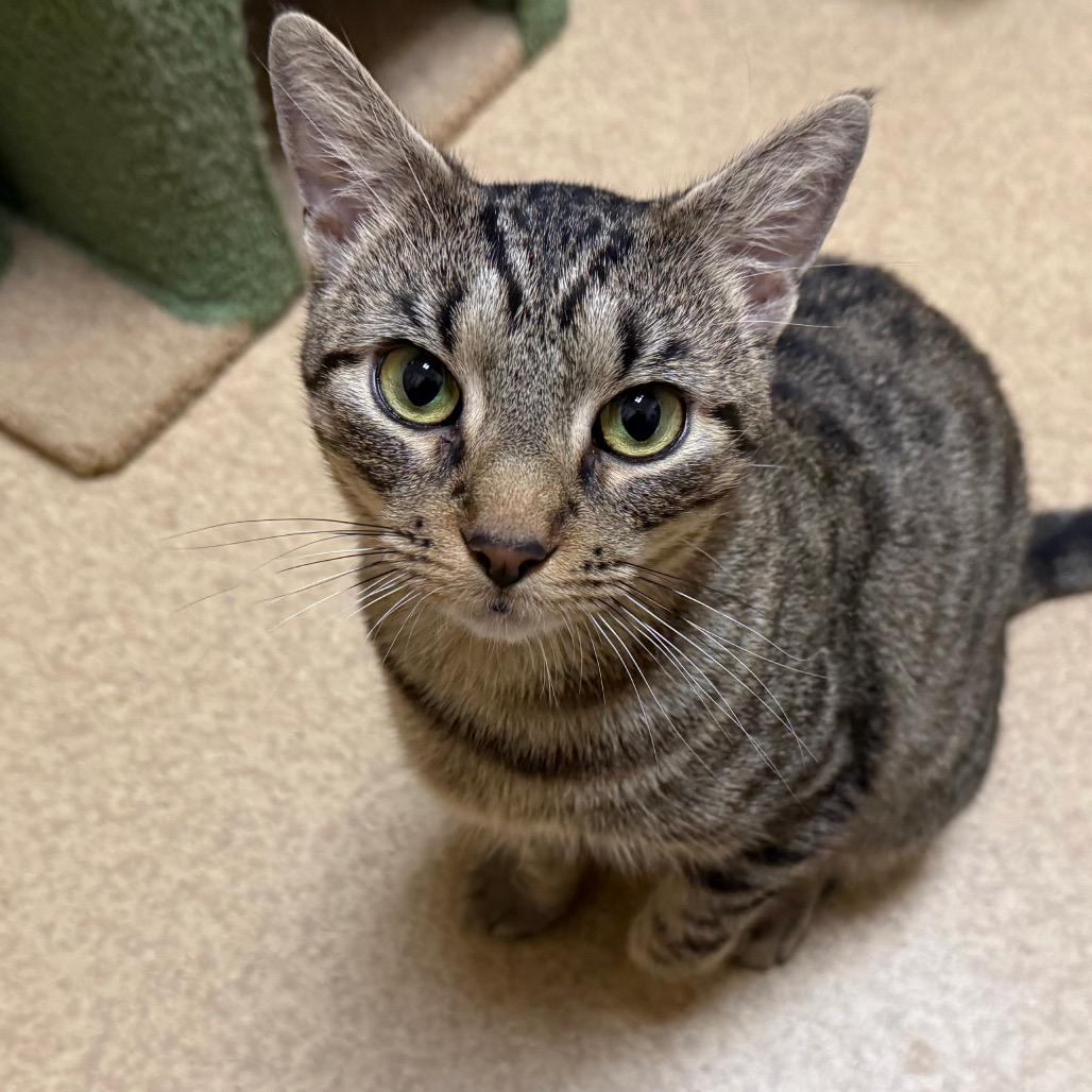 Enlarge Athena, a Adoptable Domestic Short Hair in Ballston Spa, NY image 2/4