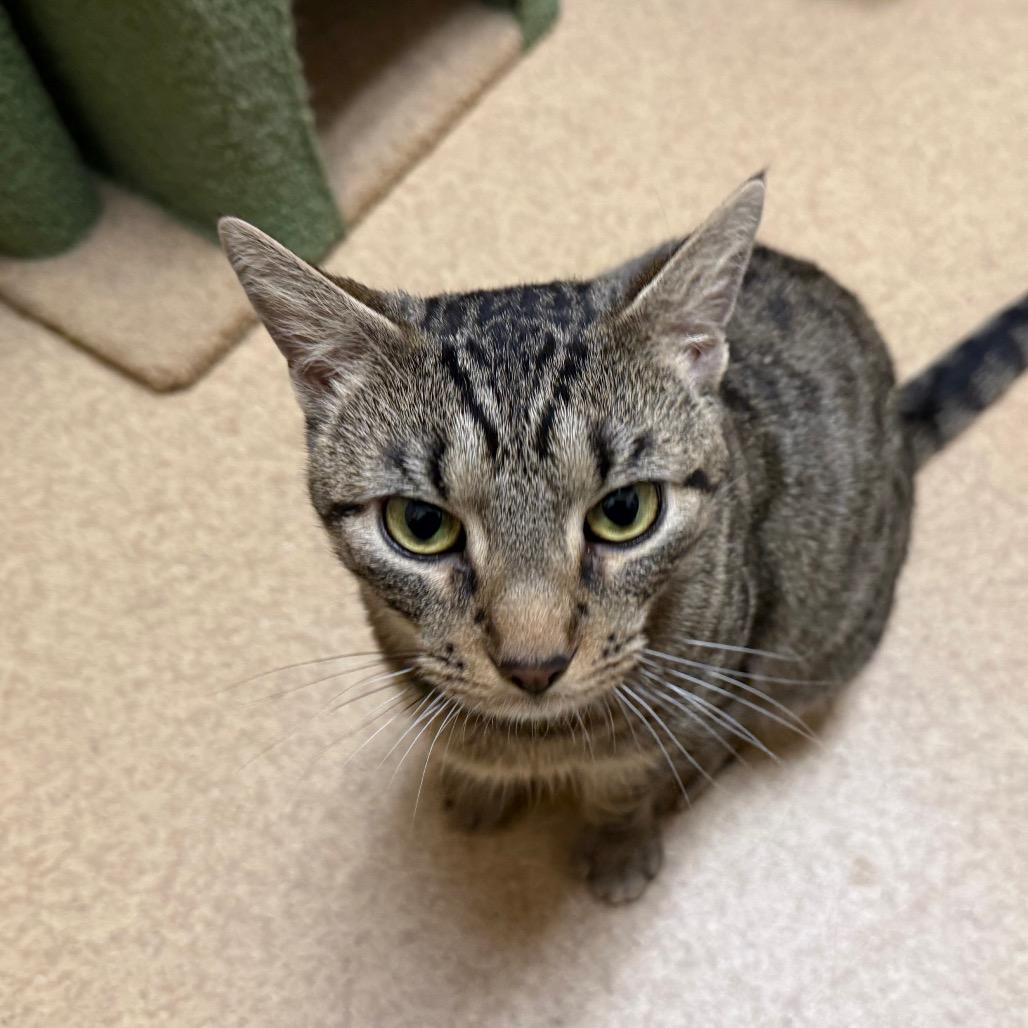 Enlarge Athena, a Adoptable Domestic Short Hair in Ballston Spa, NY image 3/4
