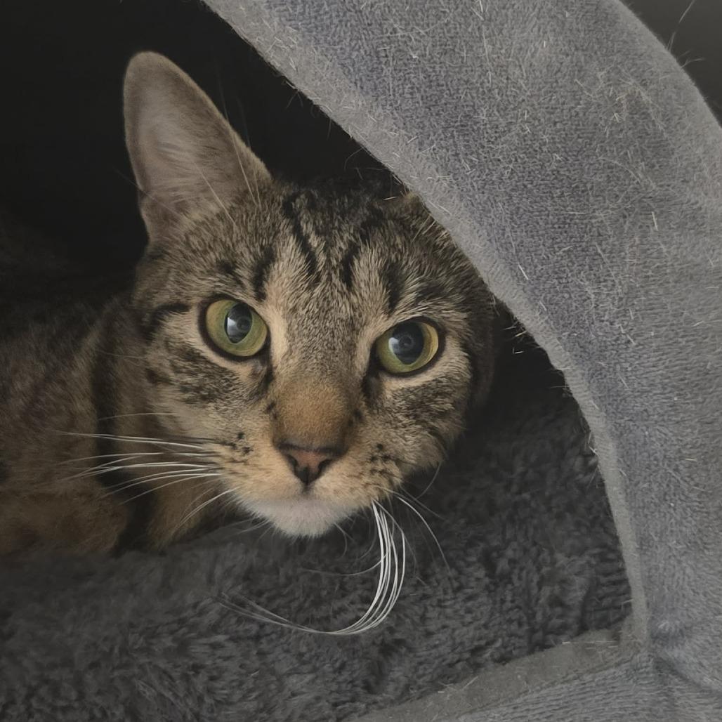 Enlarge Athena, a Adoptable Domestic Short Hair in Ballston Spa, NY image 4/4