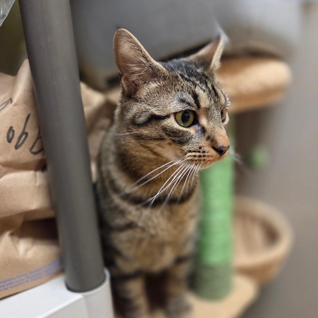 Enlarge Athena, a Adoptable Domestic Short Hair in Ballston Spa, NY image 6/6