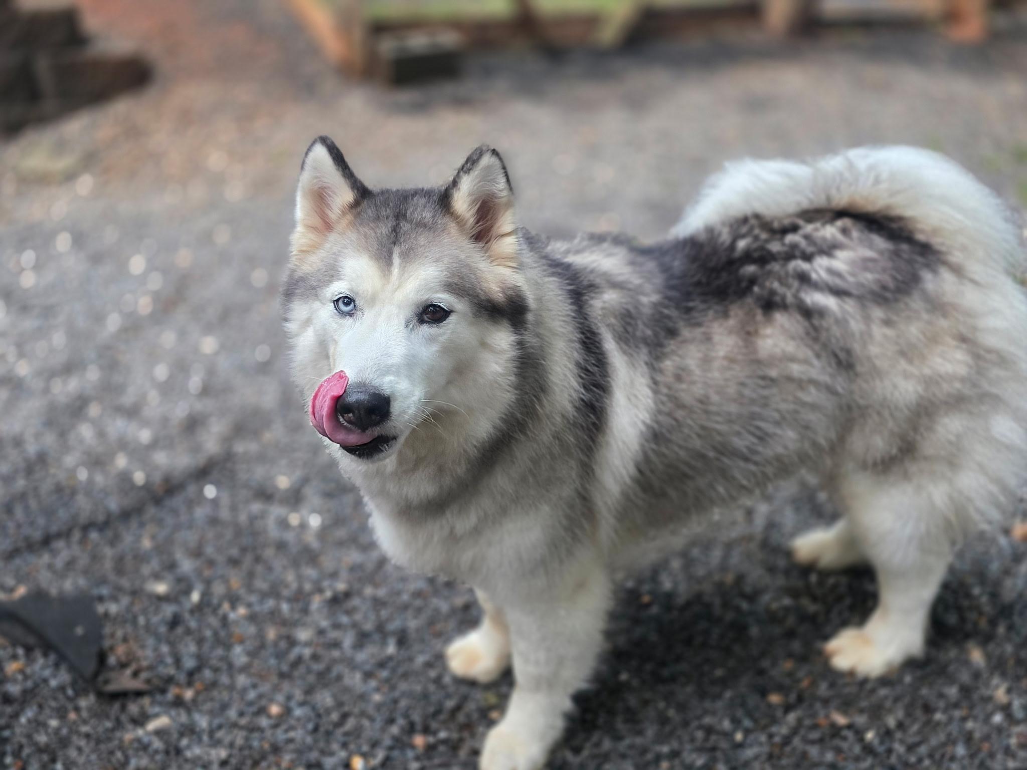 Bertie, a Adoptable Siberian Husky in Clover, SC image 4/6