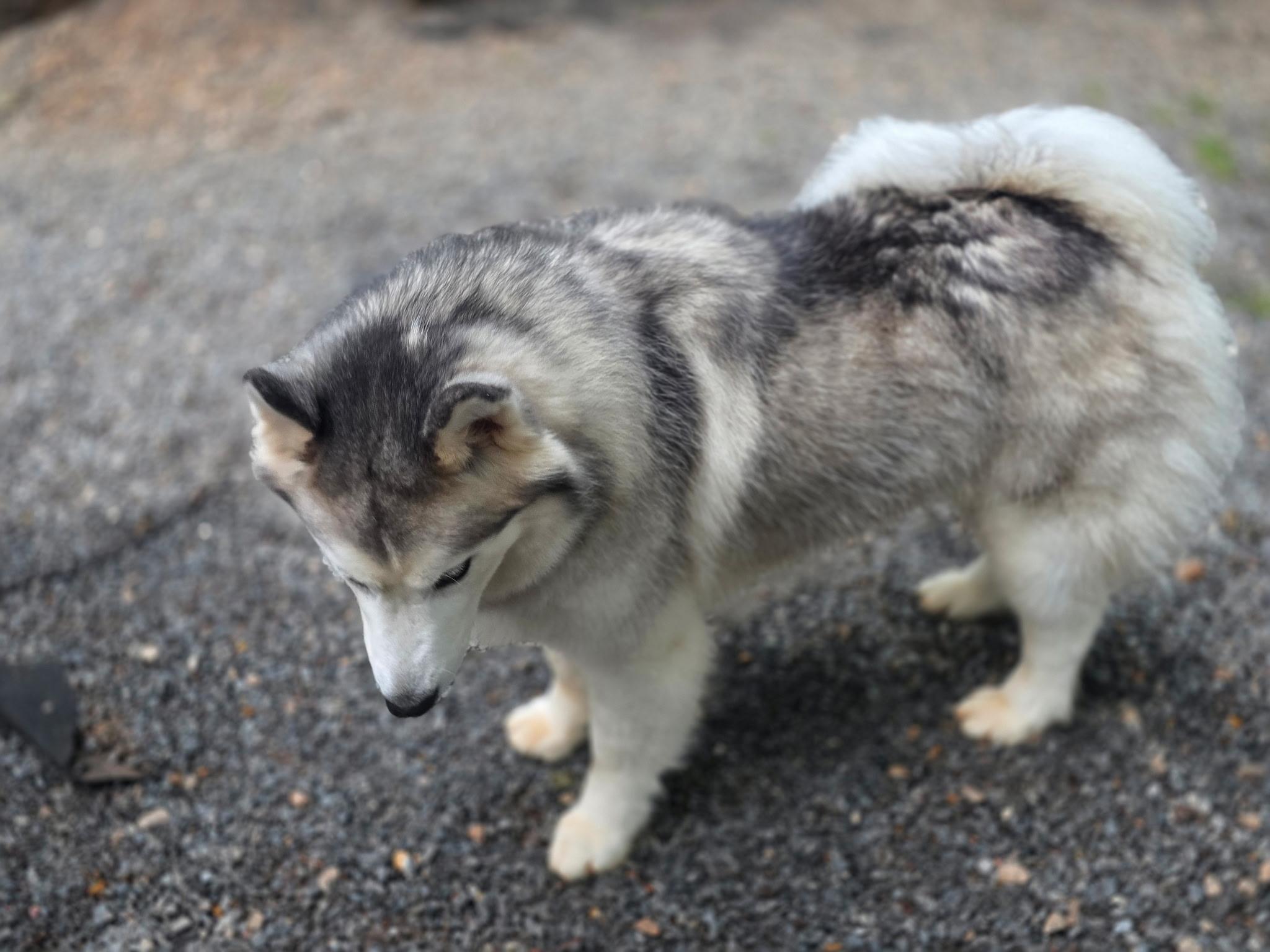 Bertie, a Adoptable Siberian Husky in Clover, SC image 3/6