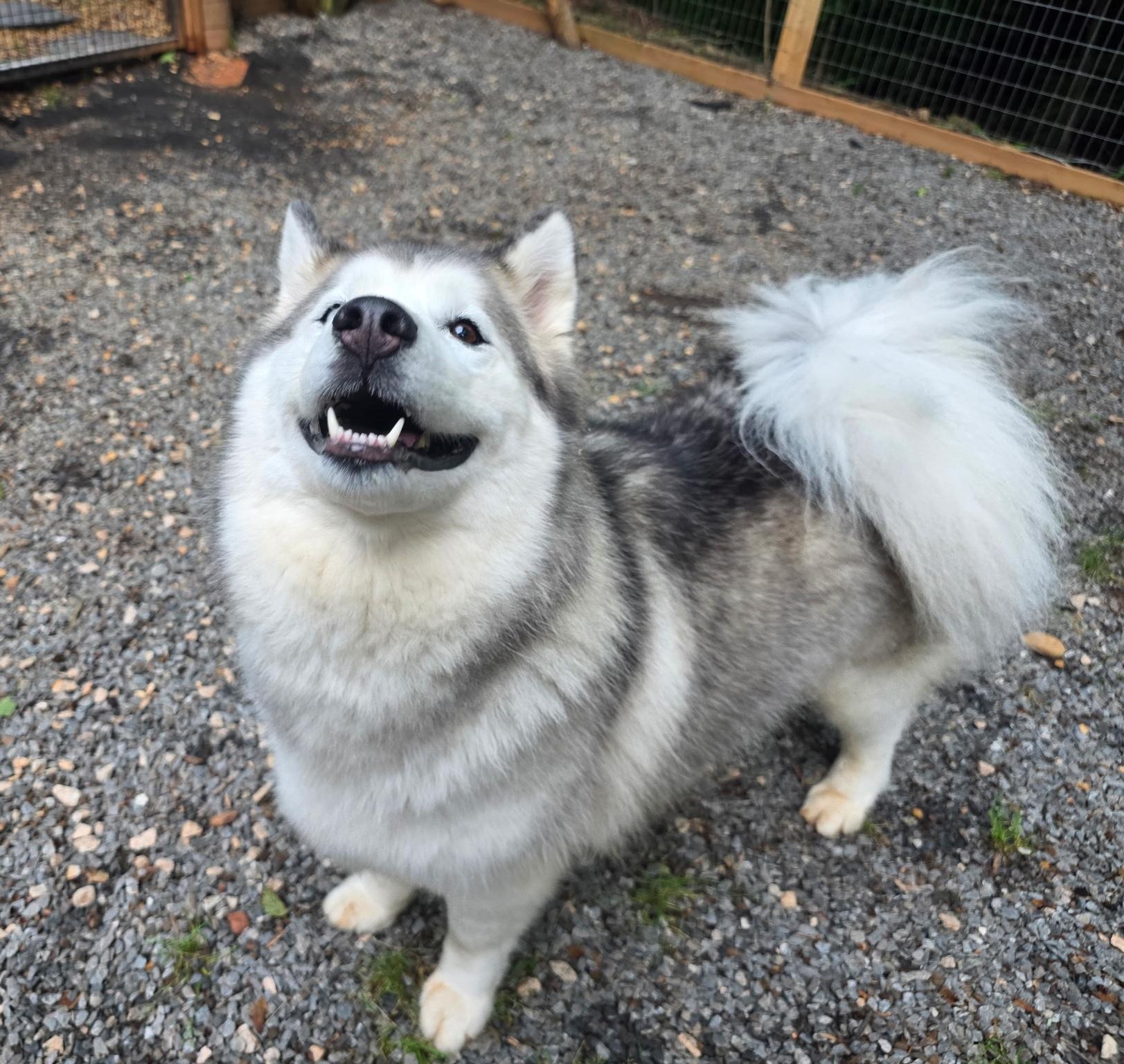 Bertie, a Adoptable Siberian Husky in Clover, SC image 2/6