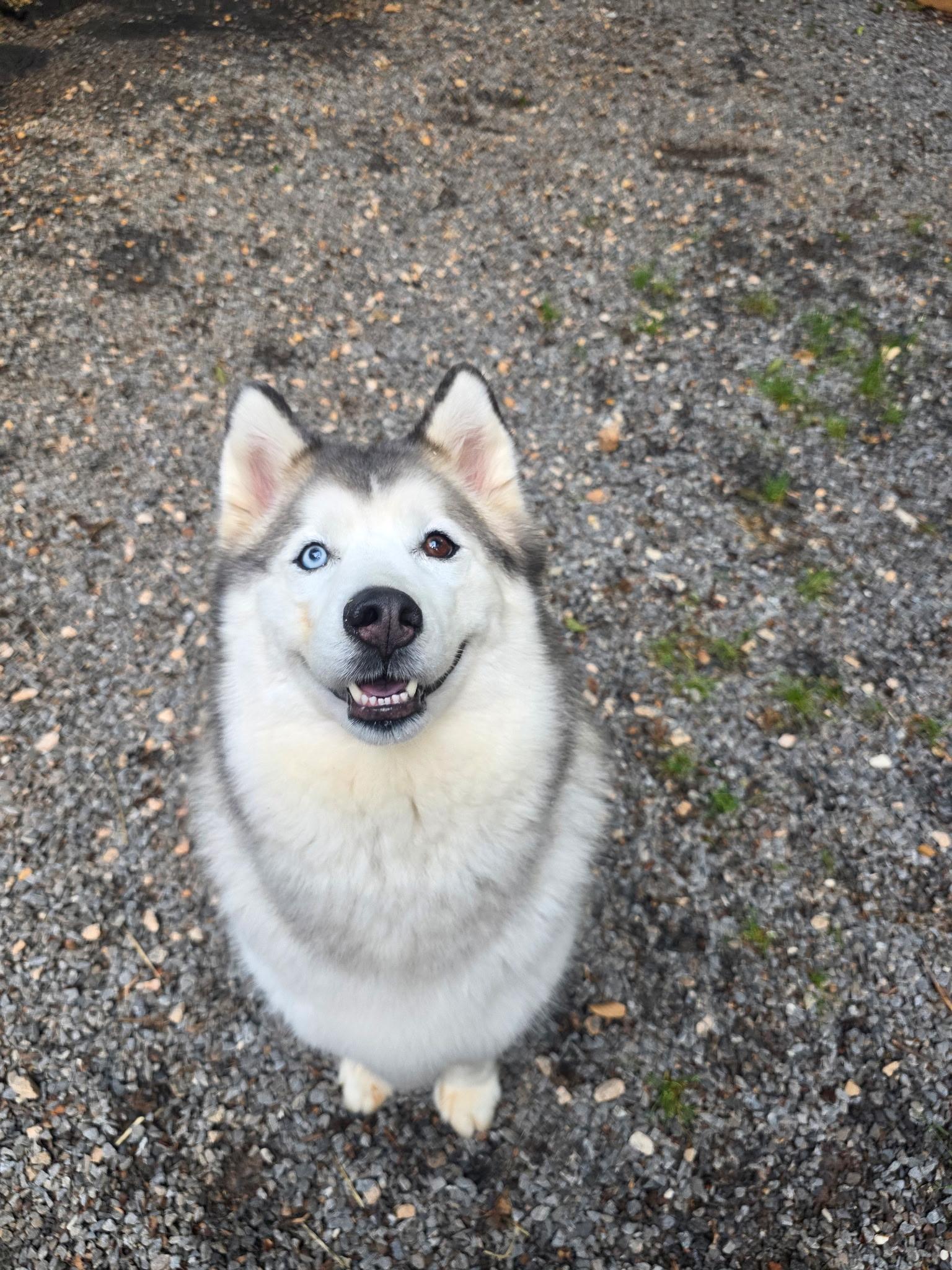 Bertie, Adoptable, Senior Female Siberian Husky.