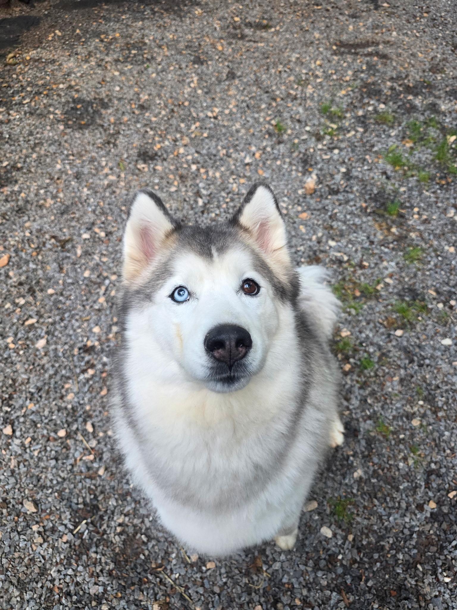 Bertie, a Adoptable Siberian Husky in Clover, SC image 5/6