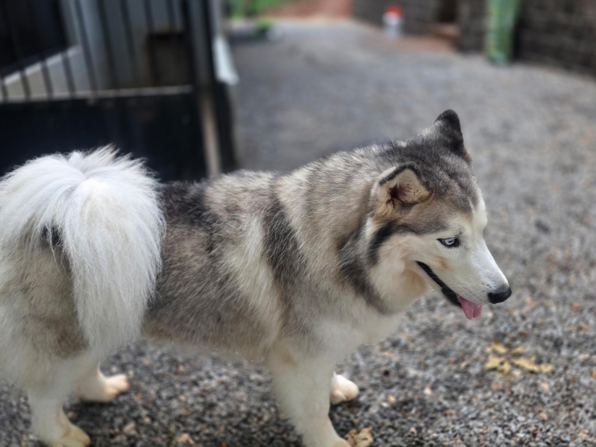 Bertie, a Adoptable Siberian Husky in Clover, SC image 6/6