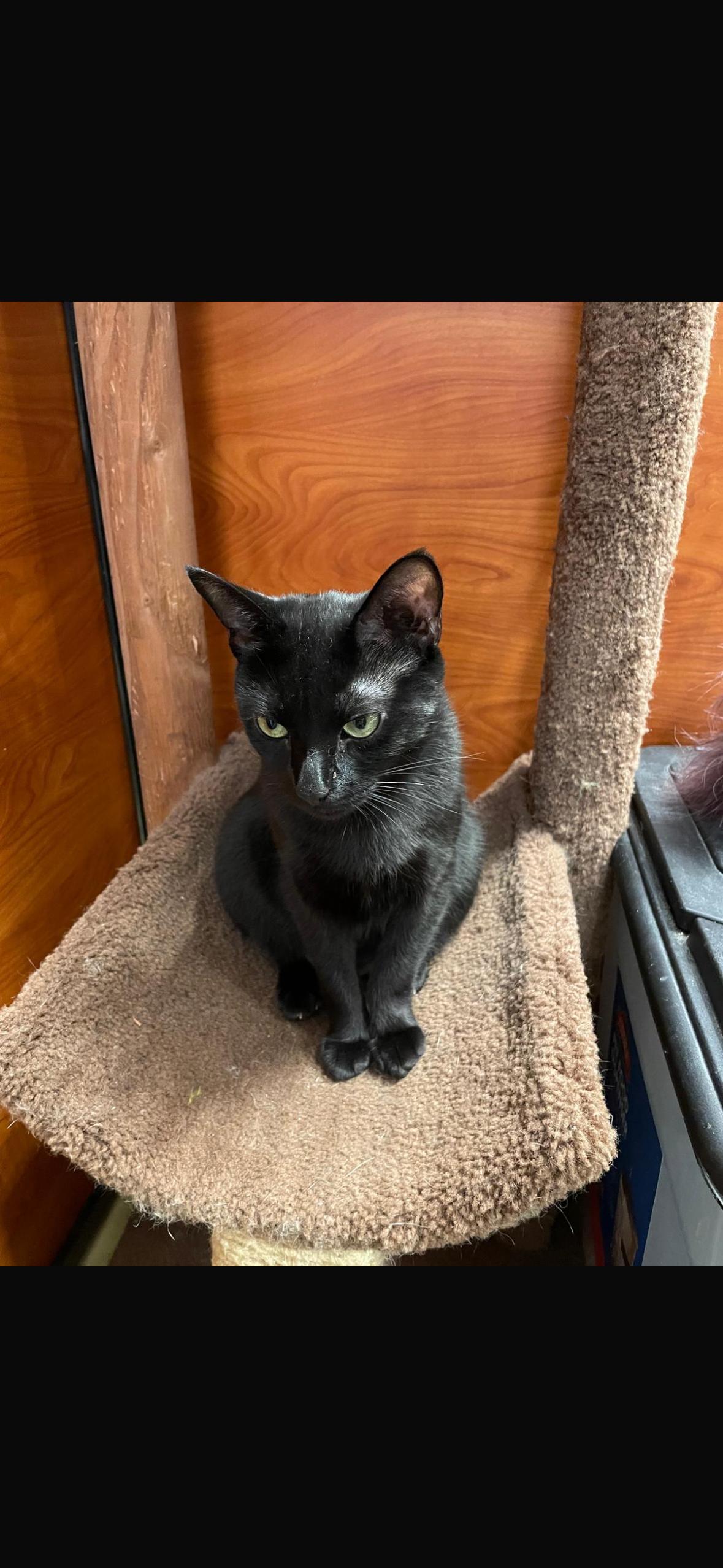 Jenny (1 yr old female)