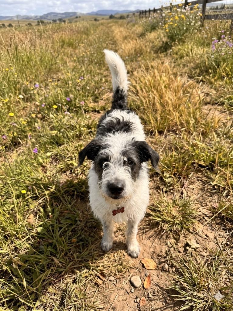 Scrappy, Adopted, Young Male Terrier.