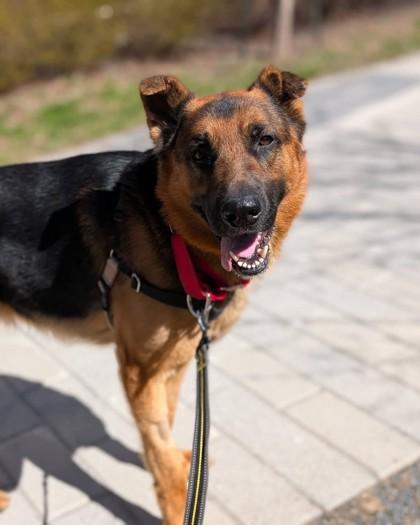 Max, Adoptable, Young Male Mixed Breed & Mixed Breed.