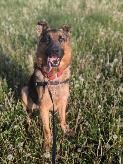 Max, a Adoptable mixed breed in Montreal, QC image 2/3