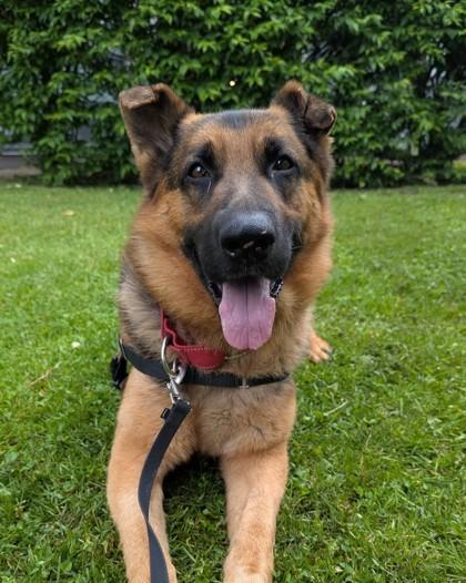 Max, a Adoptable mixed breed in Montreal, QC image 3/3