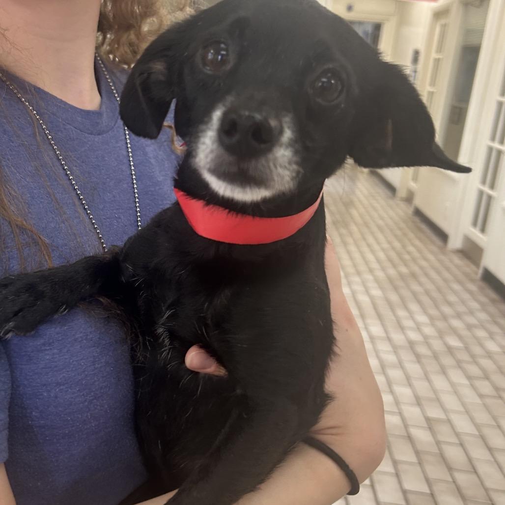 Jett, Adoptable, Senior Male Chihuahua & Dachshund.