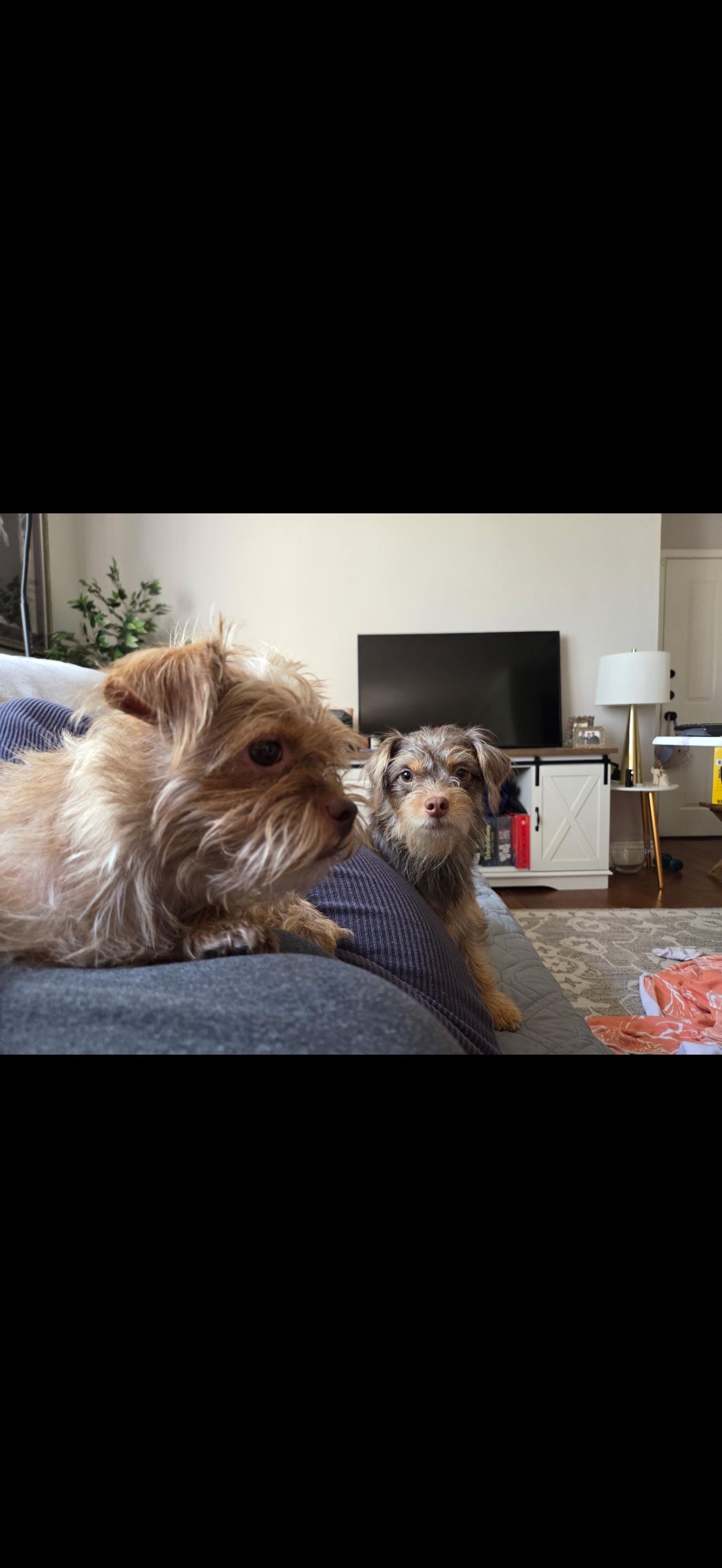 Enlarge Pebbles and Porky - The Sweetest Pair, a ADOPTABLE Yorkshire Terrier in Anaheim, CA image 4/5