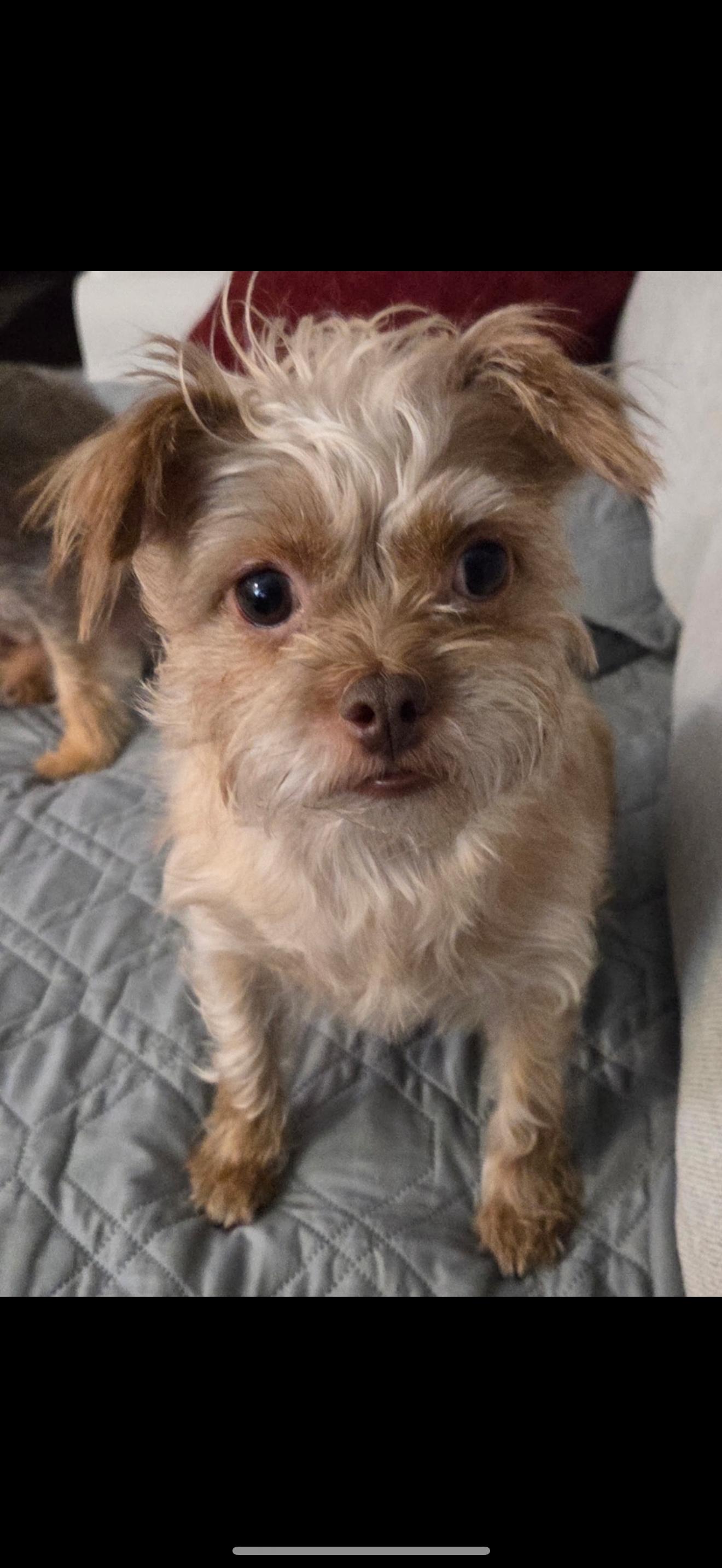 Enlarge Pebbles and Porky - The Sweetest Pair, a ADOPTABLE Yorkshire Terrier in Anaheim, CA image 3/5