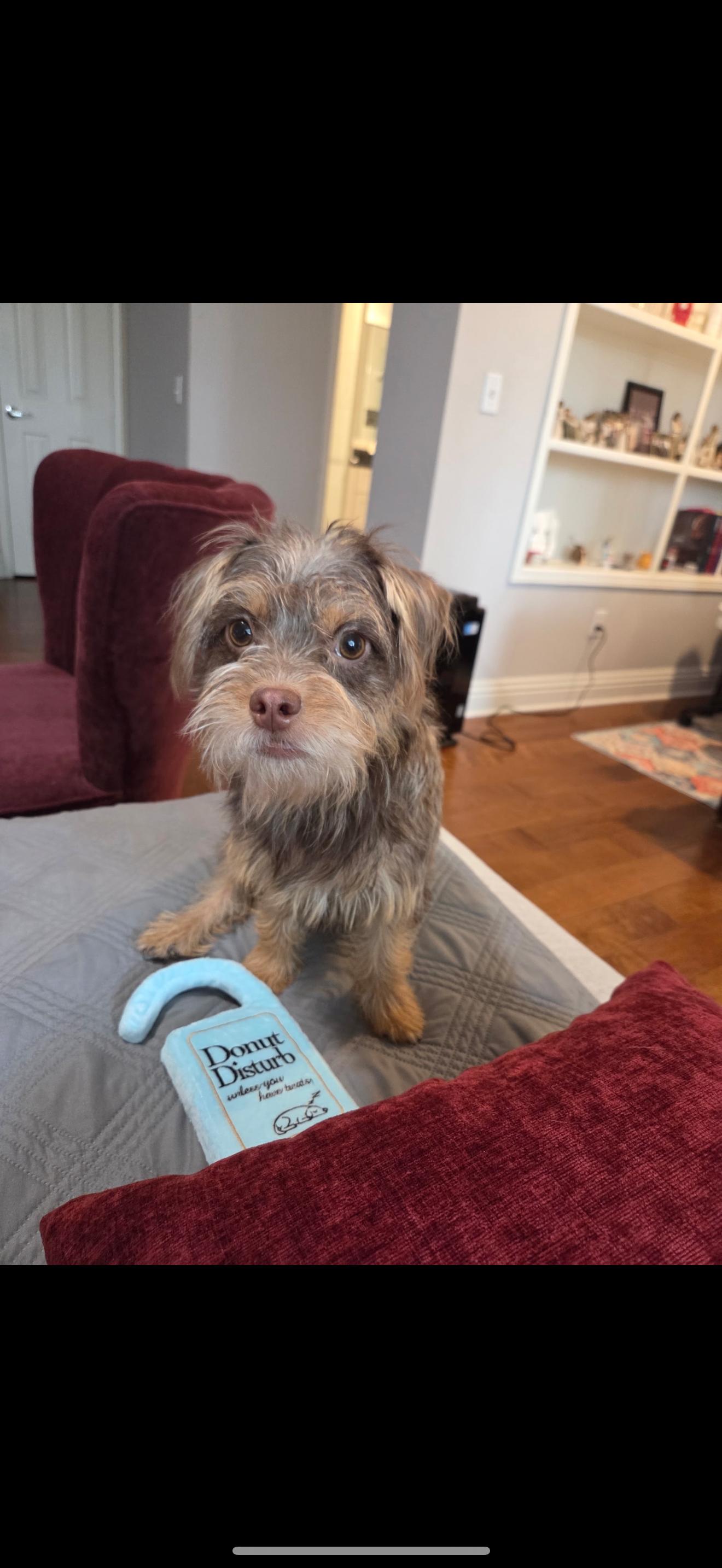 Enlarge Pebbles and Porky - The Sweetest Pair, a ADOPTABLE Yorkshire Terrier in Anaheim, CA image 2/5