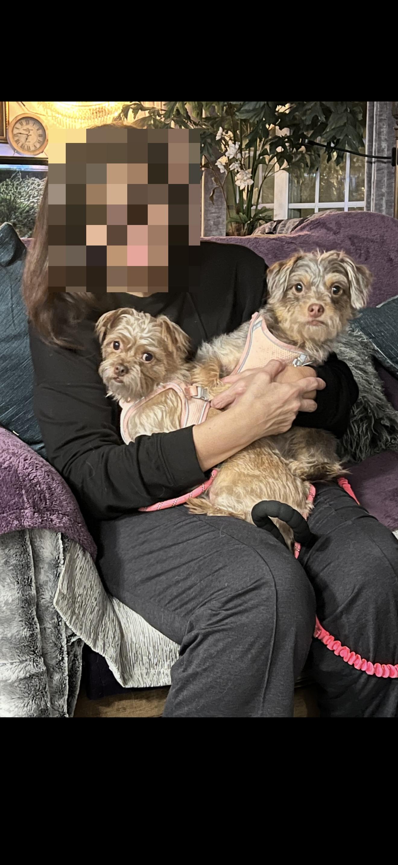 Pebbles and Porky - The Sweetest Pair, ADOPTABLE, Adult Female Yorkshire Terrier.