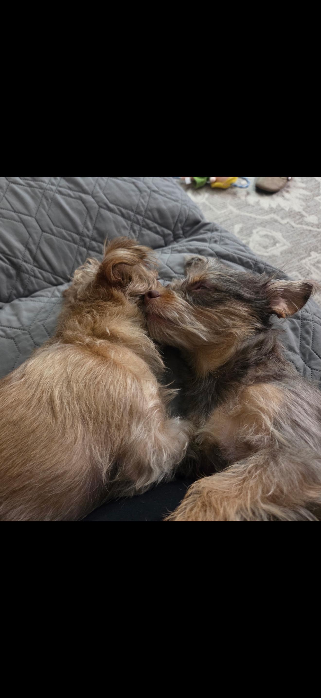 Enlarge Pebbles and Porky - The Sweetest Pair, a ADOPTABLE Yorkshire Terrier in Anaheim, CA image 5/5