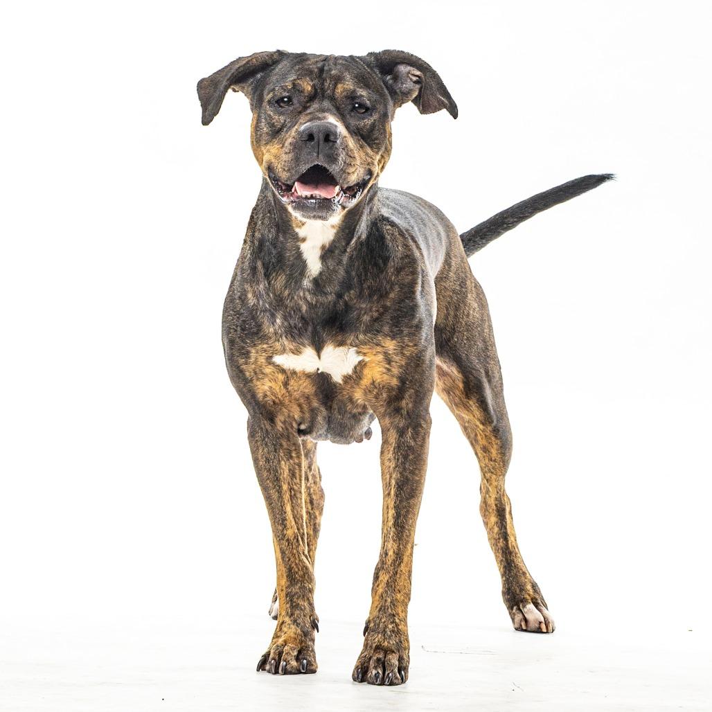 Kori, Adoptable, Adult Female Pit Bull Terrier.