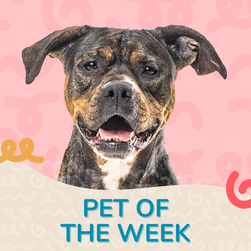 Enlarge Kori, a Adoptable Pit Bull Terrier in Reno, NV image 4/6