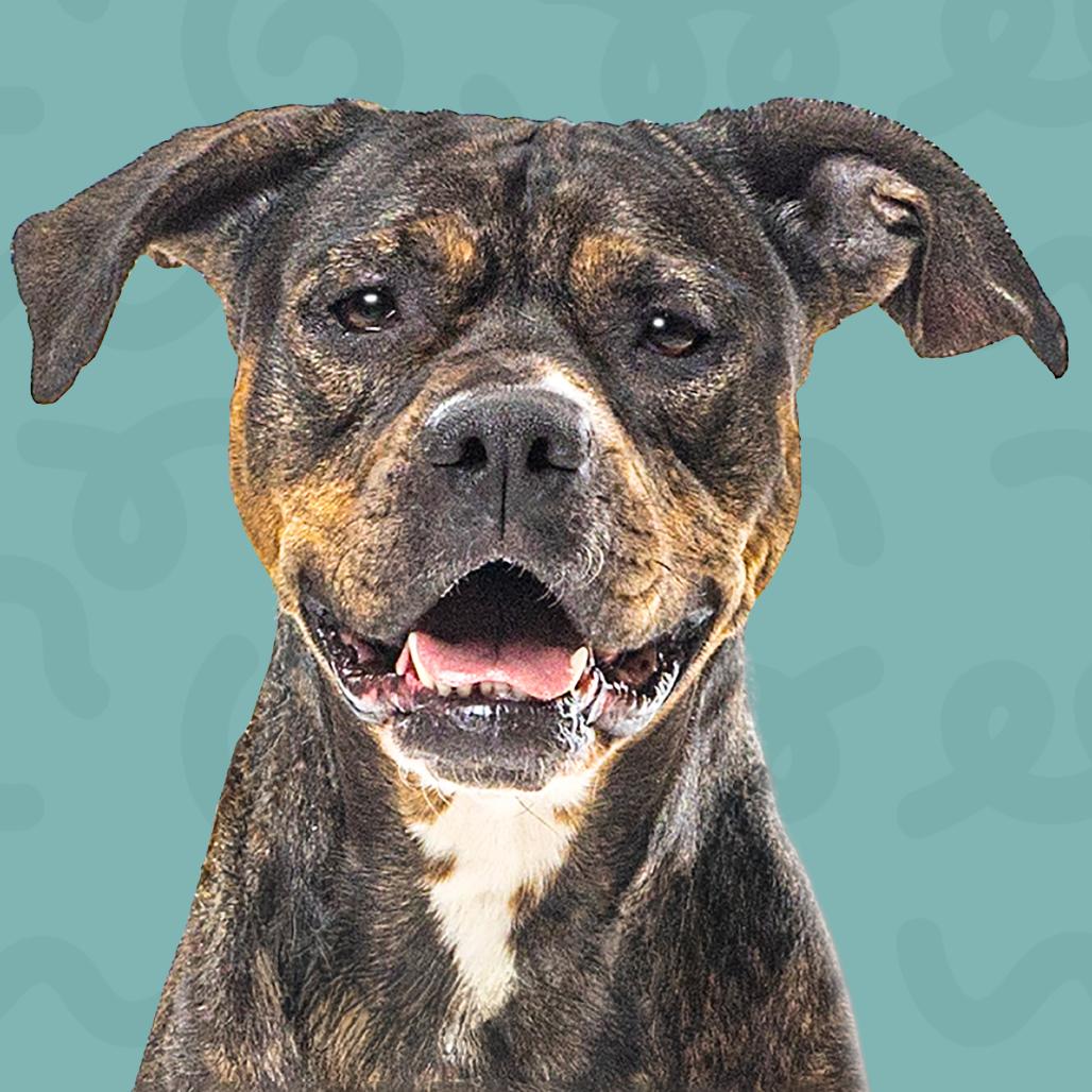 Enlarge Kori, a Adoptable Pit Bull Terrier in Reno, NV image 5/6