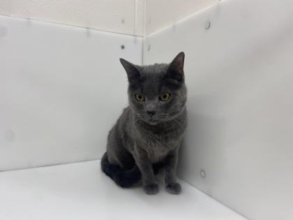 Charlie, Adoptable, Adult Male Domestic Short Hair.