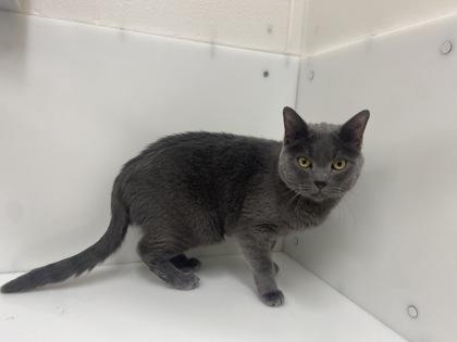 Enlarge Charlie, a Adoptable Domestic Short Hair in Boulder, CO image 3/3