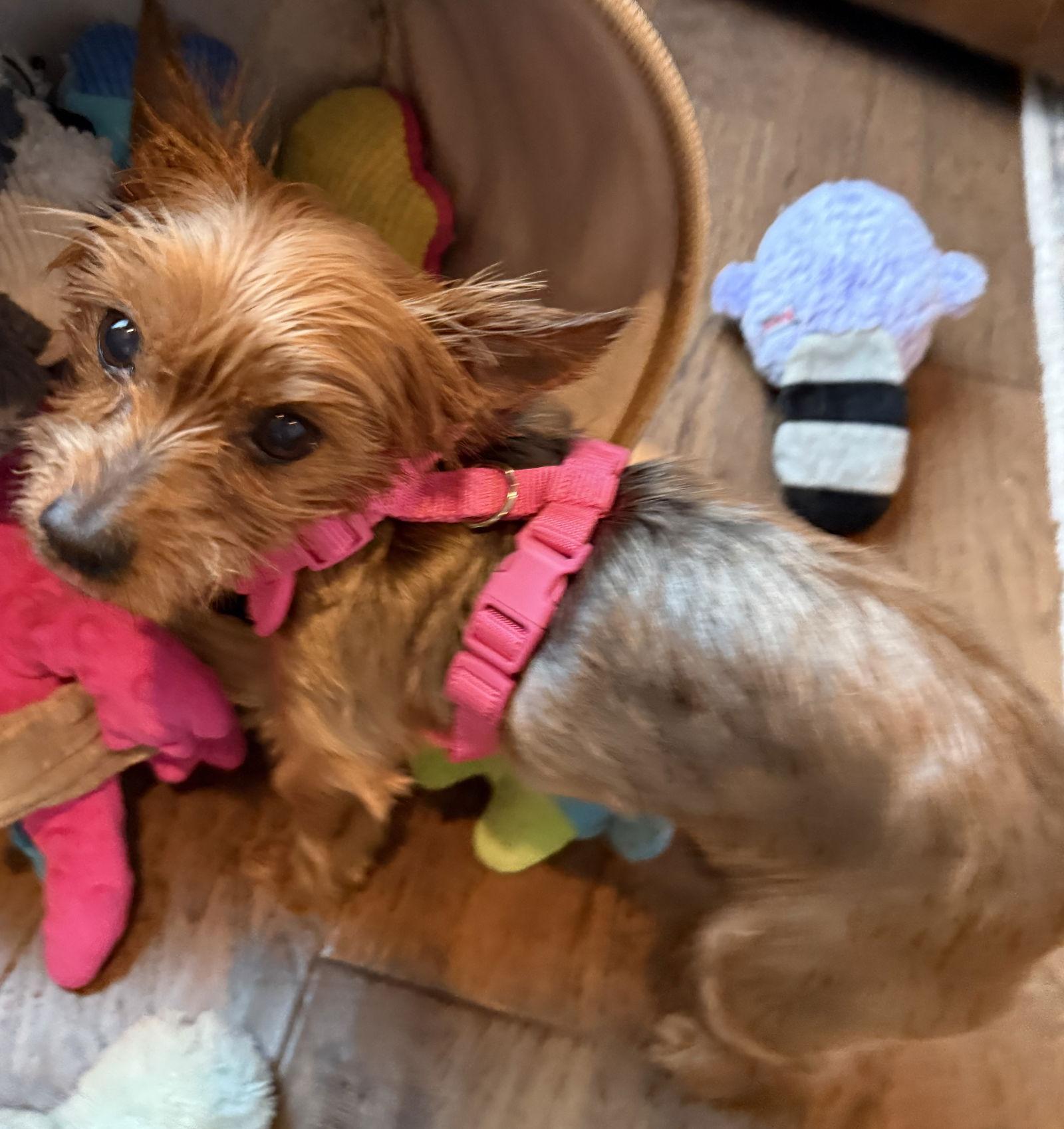 Enlarge Pru, a Adopted Yorkshire Terrier in Alpharetta, GA image 1/3