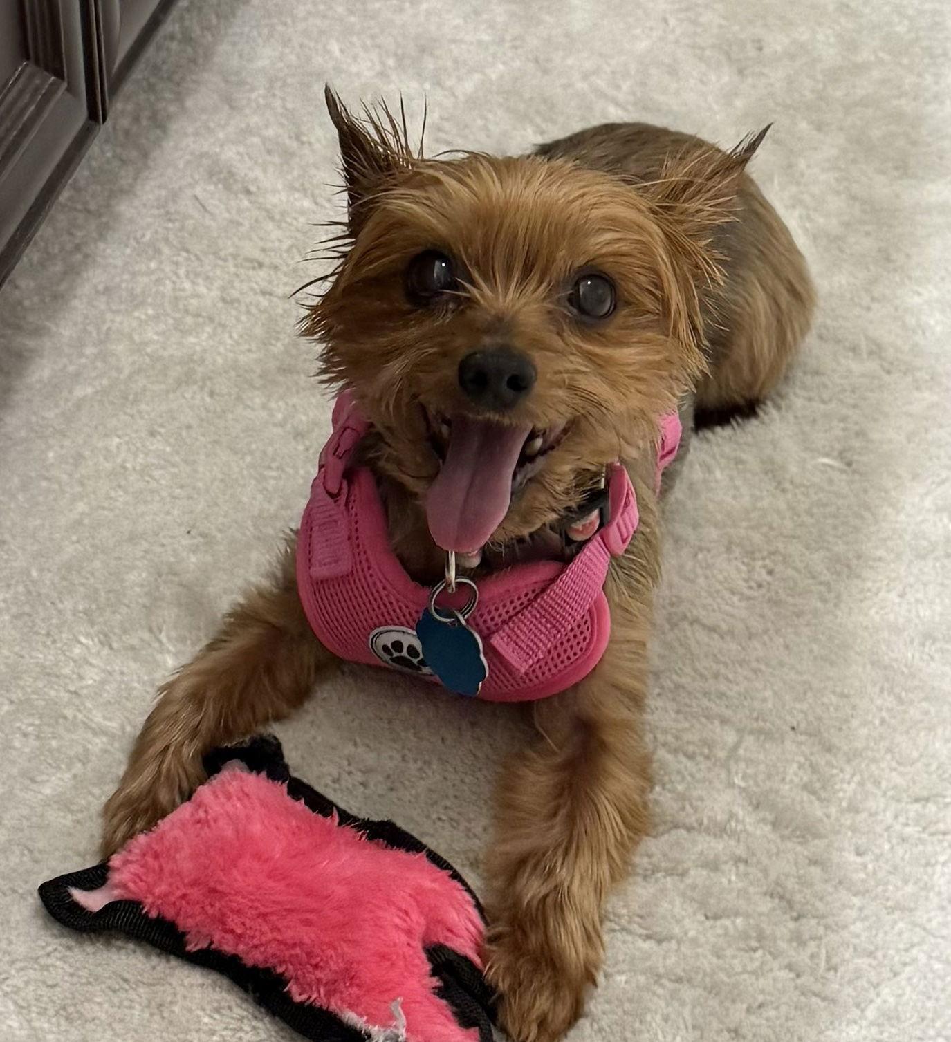 Enlarge Pru, a Adopted Yorkshire Terrier in Alpharetta, GA image 2/3