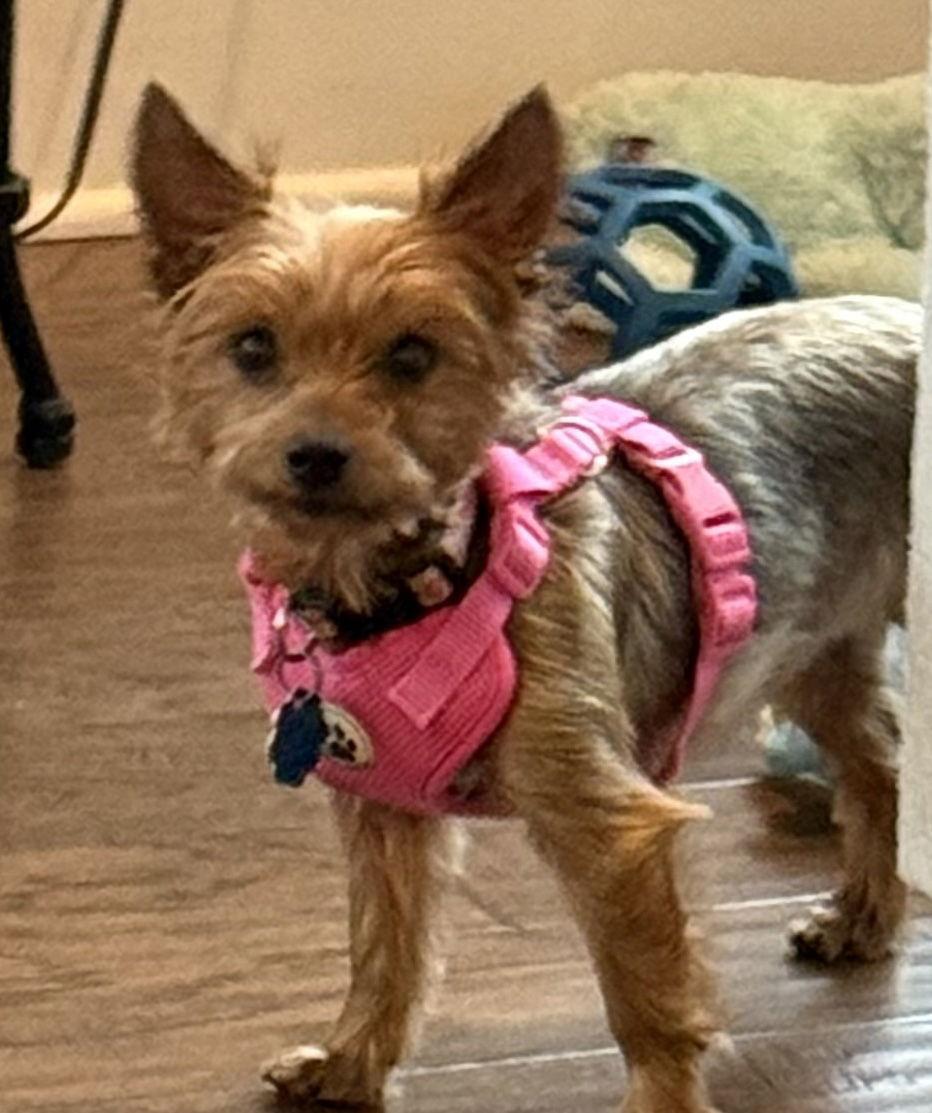 Enlarge Pru, a Adopted Yorkshire Terrier in Alpharetta, GA image 3/3