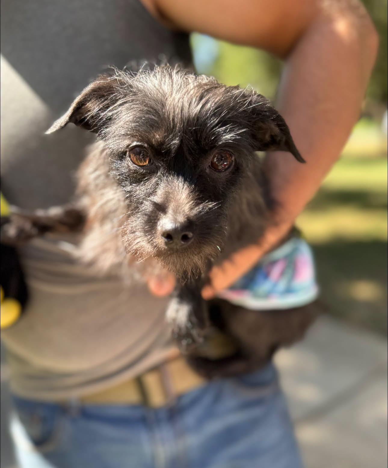 Enlarge Gemini, a Adoptable mixed breed in Matthews, NC image 3/3