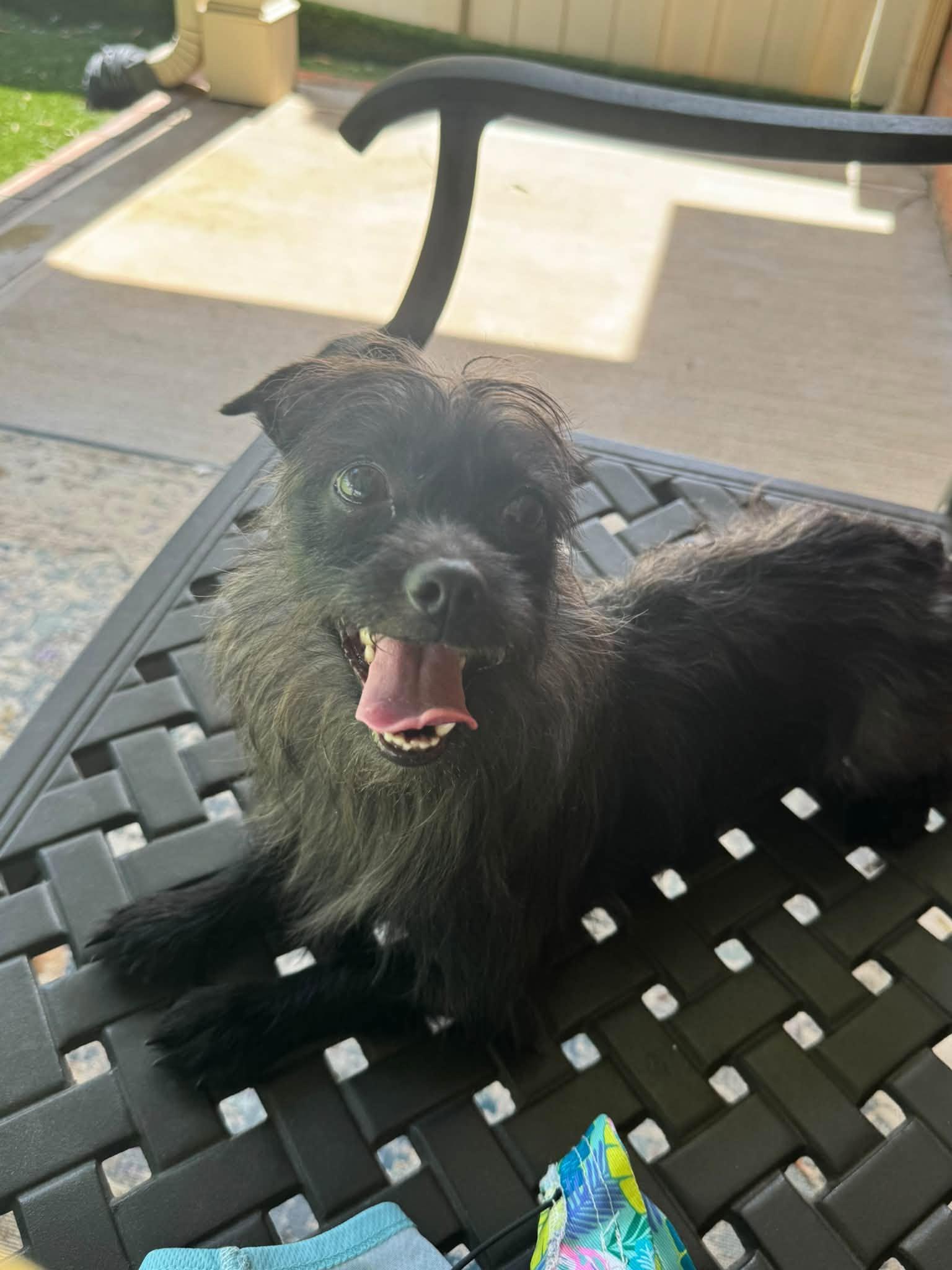Gemini, Adoptable, Young Female Mixed Breed & Chihuahua.