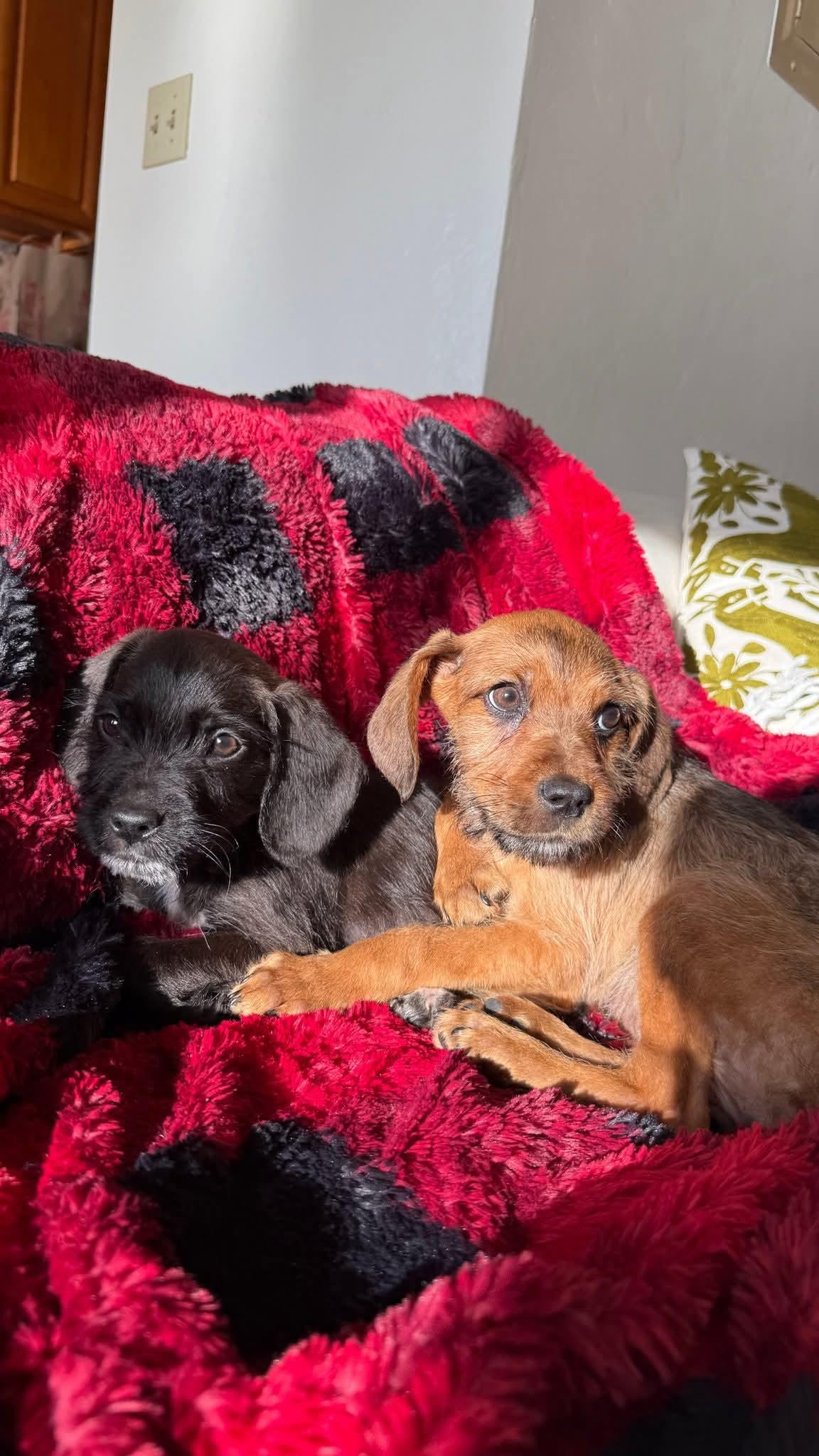 Sakura , a ADOPTABLE mixed breed in Oakland, CA image 2/6