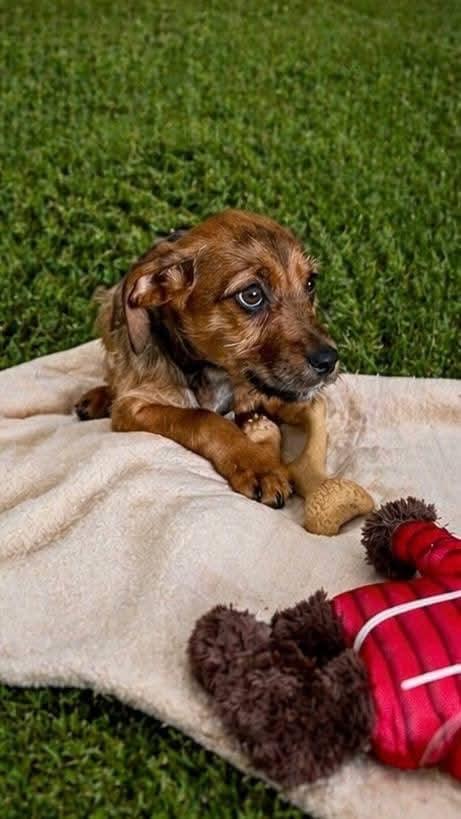 Sakura , a ADOPTABLE mixed breed in Oakland, CA image 5/6