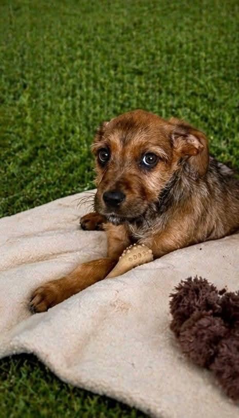 Sakura , a ADOPTABLE mixed breed in Oakland, CA image 1/6