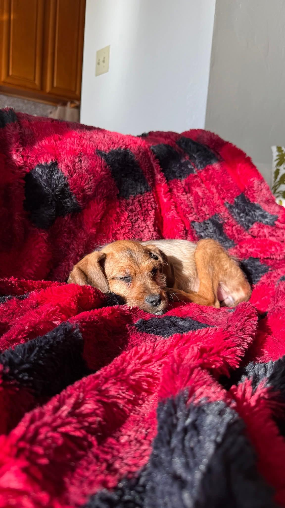 Sakura , a ADOPTABLE mixed breed in Oakland, CA image 4/6