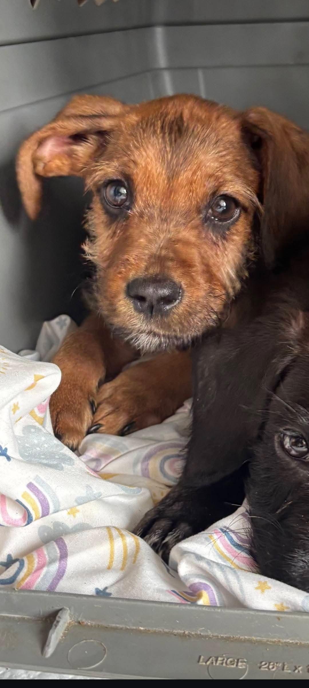 Sakura , a ADOPTABLE mixed breed in Oakland, CA image 6/6