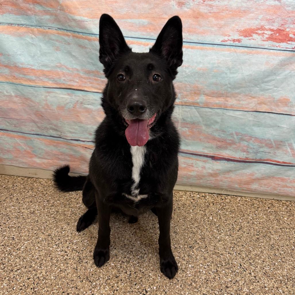 Odin, Adoptable, Adult Male Labrador Retriever & Shepherd.
