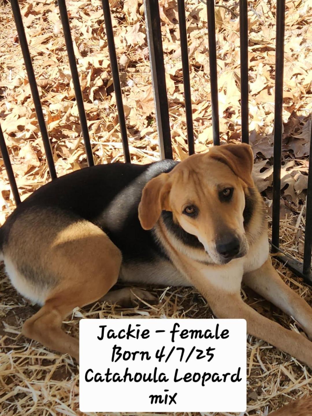 Enlarge Jackie, a ADOPTABLE mixed breed in Livingston, TX image 2/3