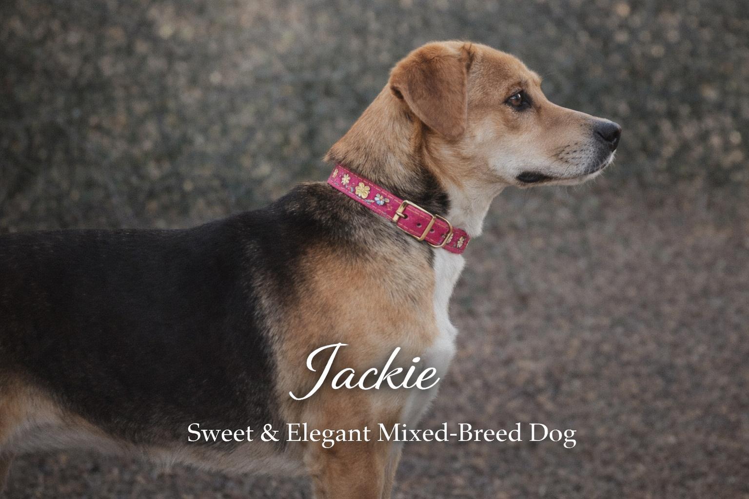 Enlarge Jackie, a ADOPTABLE mixed breed in Livingston, TX image 3/3