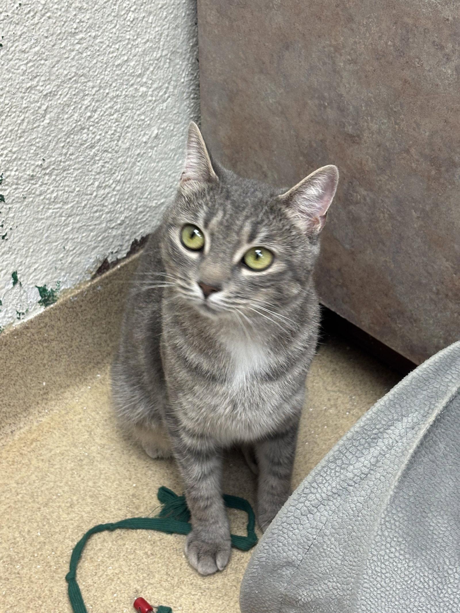 Remi-pending, Adopted, Adult Female Domestic Short Hair.
