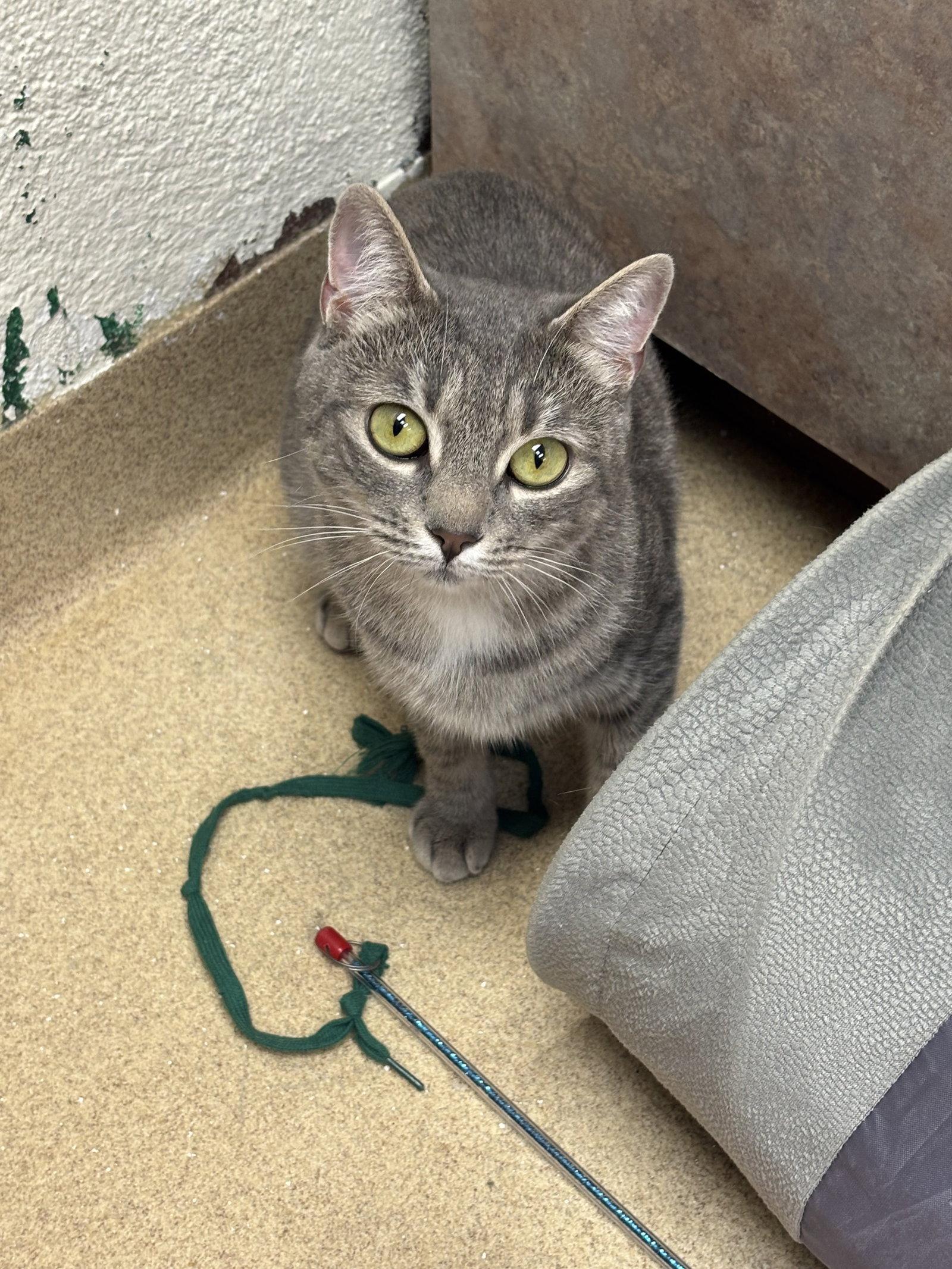 Remi-pending, a Adopted Domestic Short Hair in Brick, NJ image 2/2